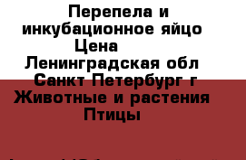 Перепела и инкубационное яйцо › Цена ­ 10 - Ленинградская обл., Санкт-Петербург г. Животные и растения » Птицы   